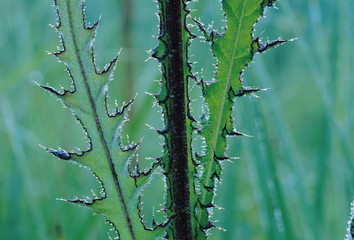 thistle leaves