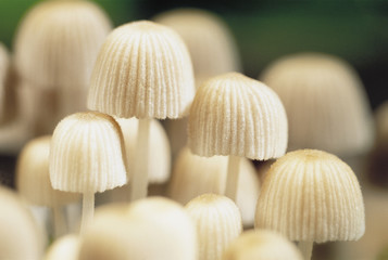 Fototapeta na wymiar small white mushrooms