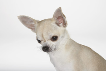 chihuahua close-up