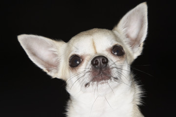 chihuahua close-up