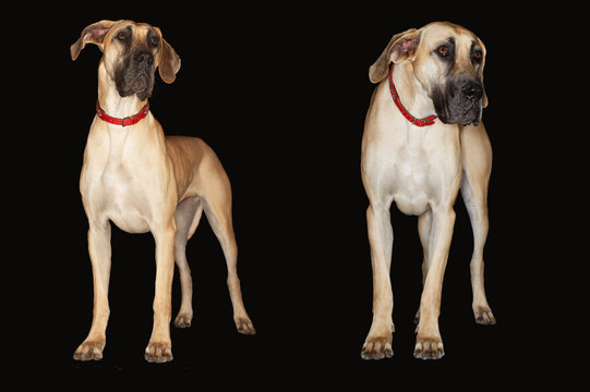 two brazilian mastiffs (fila brasileiro) standing side by side front view  Stock Photo | Adobe Stock