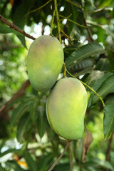 Mangoes on tree