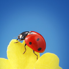 ladybird on yellow petal