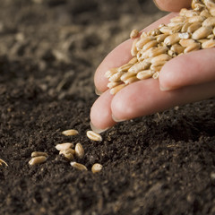 sowing wheat