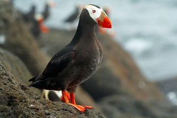 Tufted puffin