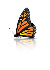 Fototapeta premium Motyl monarcha