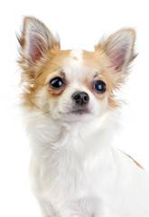 nice white with red chihuahua portrait close-up isolated