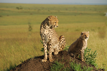 Leopardi nel National Park Masai Mara