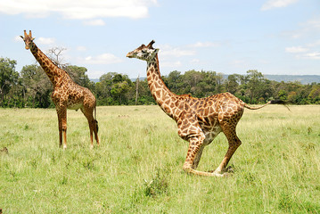 giraffe del Masai Mara Kenya