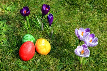 Bunt bemalte Ostereier und Krokusse auf der Wiese