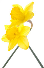 Pair of Daffodils