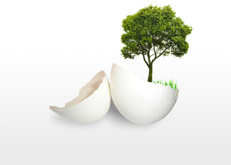 growing tree in egg