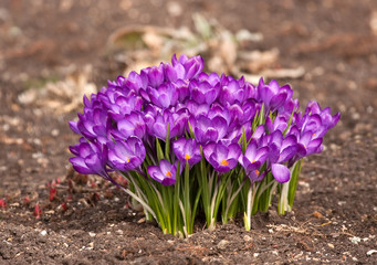 clump of mauve crocus © Sally Wallis