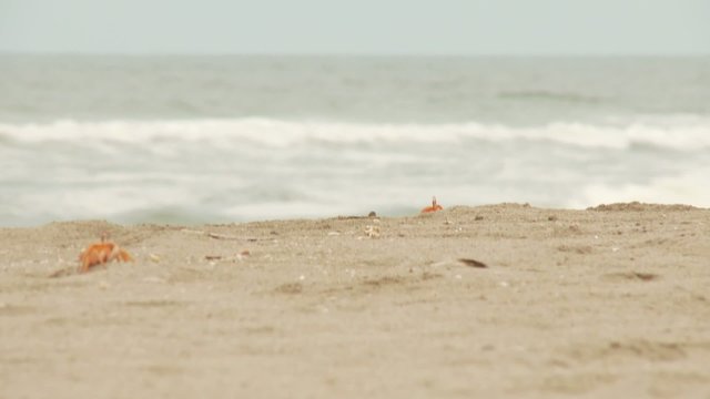 Krabben k&auml;mpfen