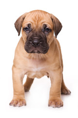 Obraz premium Dogo Canario puppy on white backround
