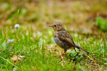 Fototapeta premium Rotkehlchen Jungvogel