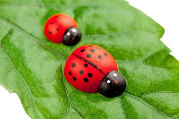 ladybugs on the leaf, family concept