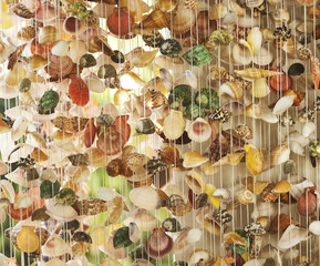 Fototapeta premium Shells background