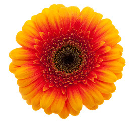 Gerbera orange