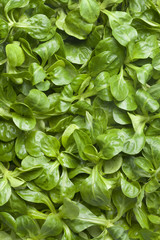 Green fresh corn salad full frame