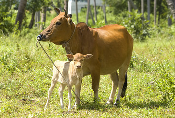 Naklejka na ściany i meble Calf with his mother in a tropical forest