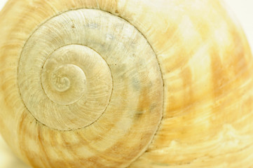 snail shell