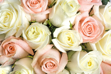 fresh white and pink roses