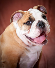 English Bulldog