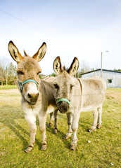 donkeys, Vermont, USA