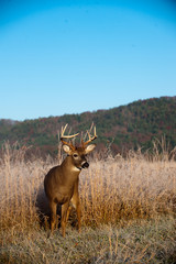 Whitetail buck standing in meadow in the fall