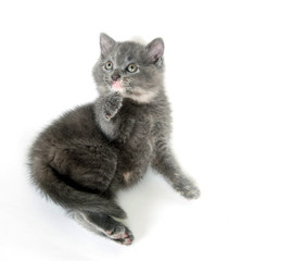 Obraz premium Gray kitten laying on white