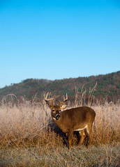 Whitetail buck standing in meadow in the fall
