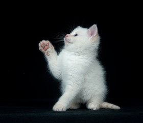 White kitten playing on black background
