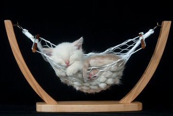 Kitten sleeping in hammock