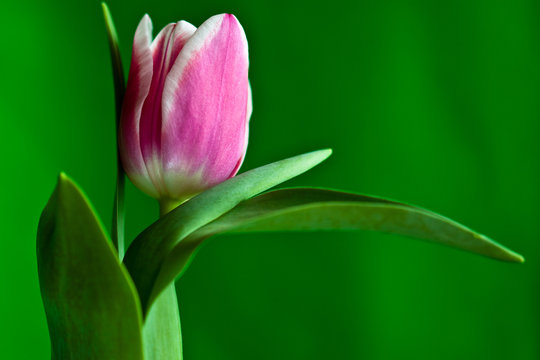 Tulpe