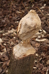 Fototapeta premium Tree downed by beaver