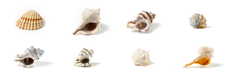 Eight Seashells