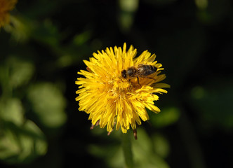 Working bee collecting pollen from a dandelion