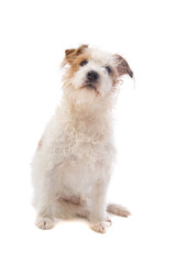 jack russel terrier long haired