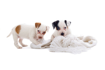 two jack  russel terrier puppies on a white blanket