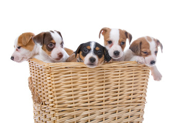 group of jack russel terrier