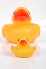 rubber duck