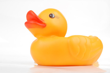 rubber duck