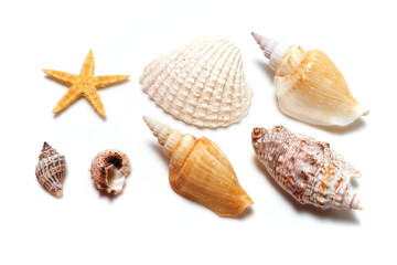set of sea shells