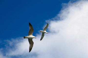 Two seagulls live in the blue sky