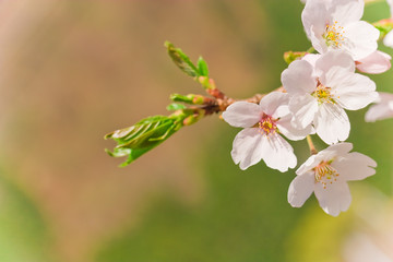 Obraz premium cherry blossom
