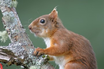 Scottish Red Squirrel