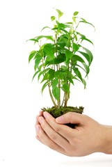 Hands take care of small plant