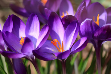 Crocus