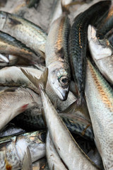 Obraz premium Marché aux poissons : Maquereaux